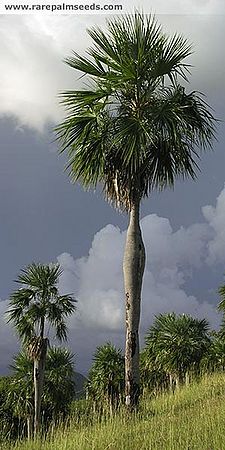 Cocothrinax spissa